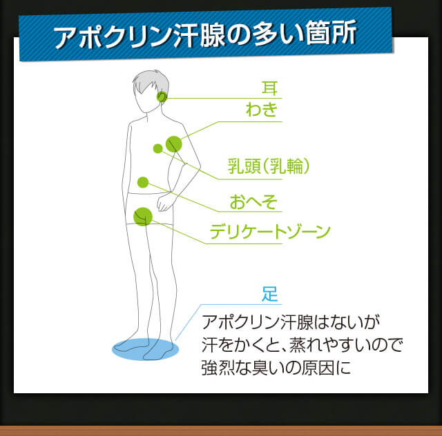 アポクリン汗腺の多い箇所